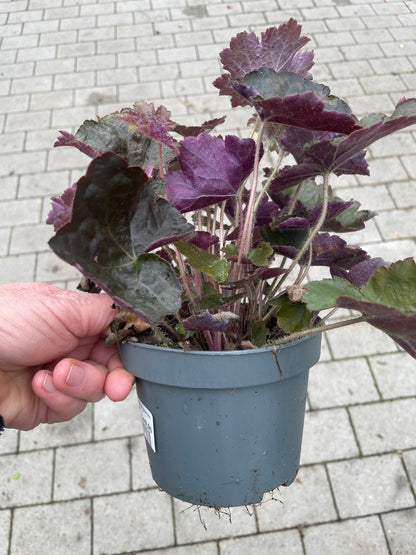 Heuchera  Palace Purple