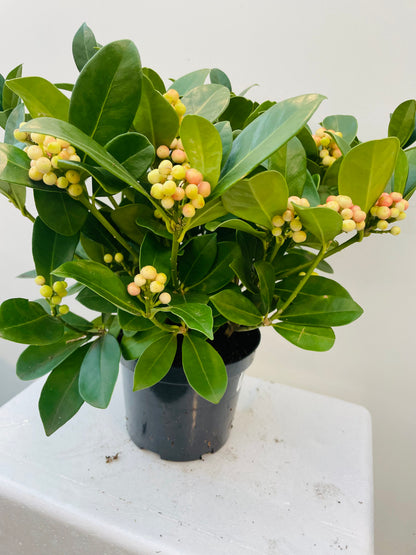 Bilde av Skimmia jap. OBerries Big-Spanne Plantesalg