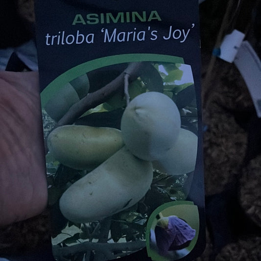 Bilde av Asimina triloba 'Maria's Joy'-Spanne Plantesalg