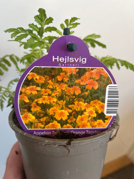 Bilde av TAGETES T. 'GOLDEN GEM'-Spanne Plantesalg
