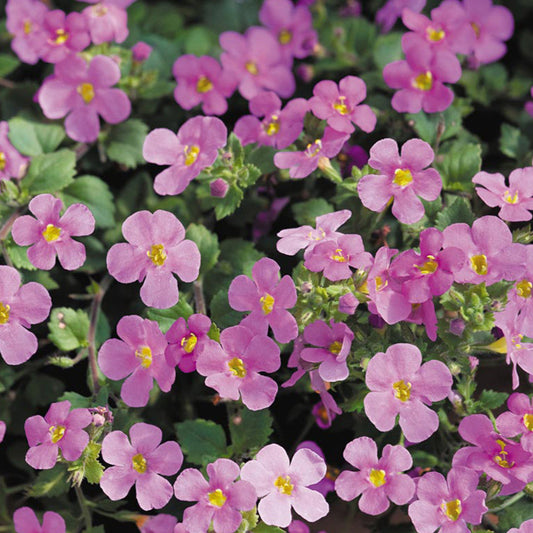 Bilde av Bacopa diff. Scopia Comp. Pink , 2 For 79,90-Spanne Plantesalg