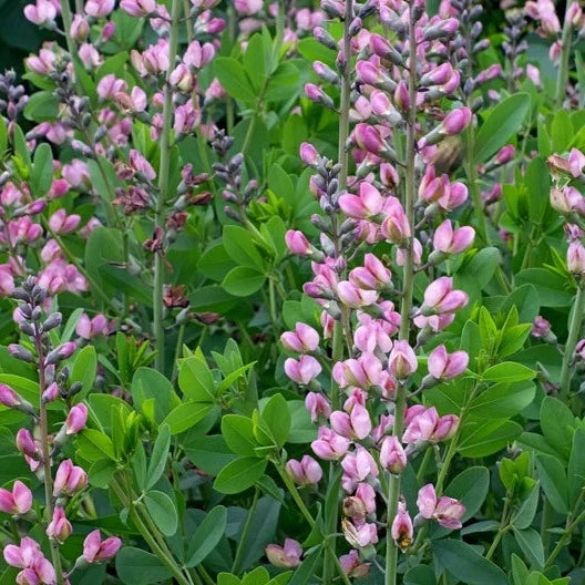 Bilde av Baptisia 'Pink Truffles'-Spanne Plantesalg