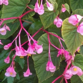 Bilde av Begonia grandis evansiana-Spanne Plantesalg