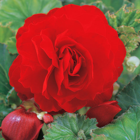 Bilde av Begonia tub. GO!Early Scarlet Red , 2 For 79,90-Spanne Plantesalg