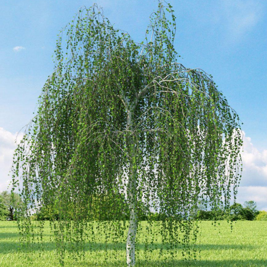 Bilde av Betula pendula 'Tristis'-Spanne Plantesalg