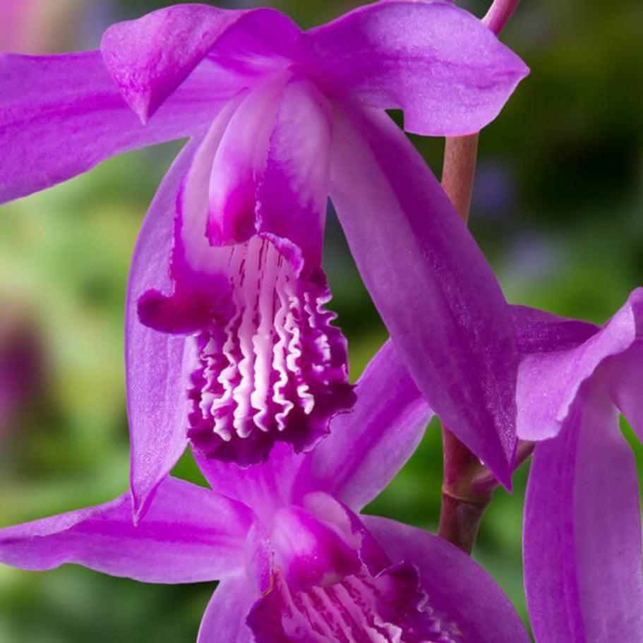 Bilde av Bletilla striata 'Shi-ran'-Spanne Plantesalg