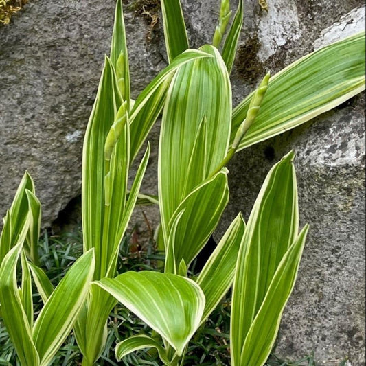 Bilde av Bletilla striata 'Variegata'-Spanne Plantesalg