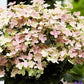 Bilde av Hydrangea pan. Switch Ophelia C3-Spanne Plantesalg