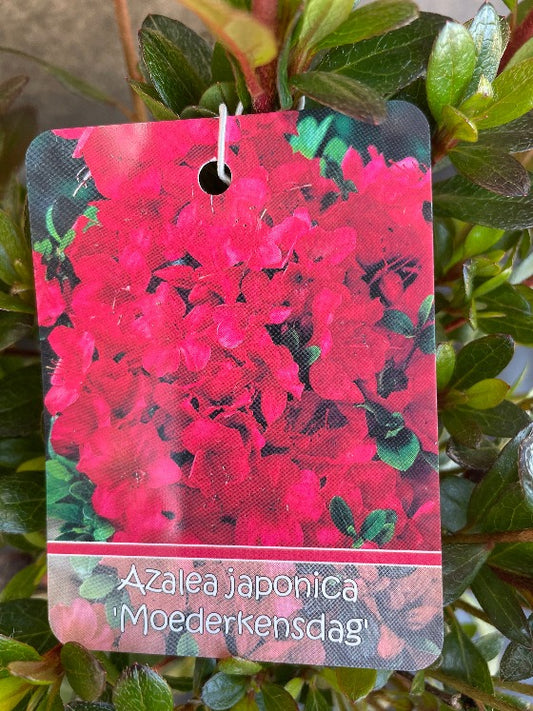 Bilde av Rhododendron (AJ) 'Moederkensdag'-Spanne Plantesalg