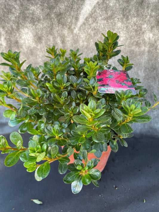Bilde av Rhododendron (AJ) 'Kermesina'-Spanne Plantesalg