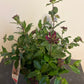 Bilde av Lonicera periclymenum Chic & Choc-Spanne Plantesalg