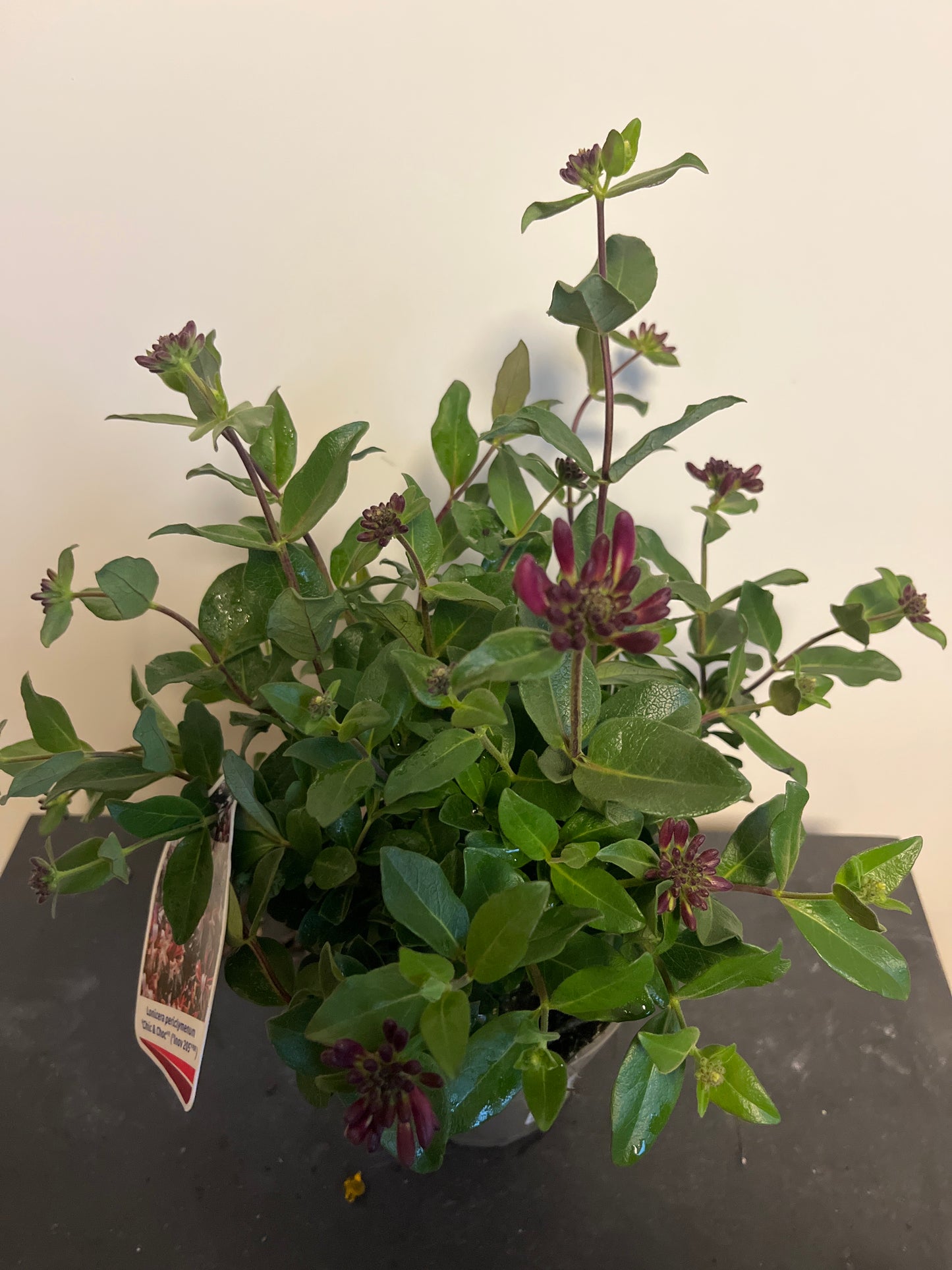 Bilde av Lonicera periclymenum Chic & Choc-Spanne Plantesalg