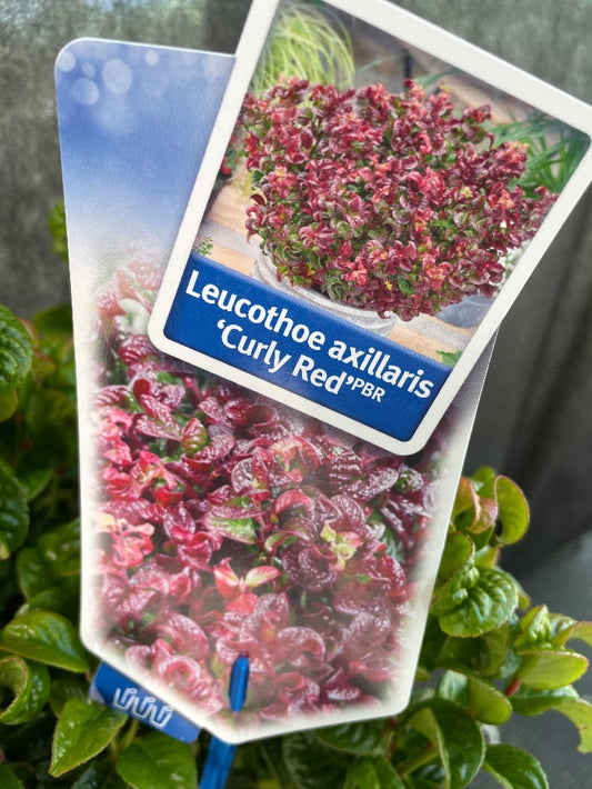 Bilde av Leucothoe axillaris 'Curly Red' ®-Spanne Plantesalg