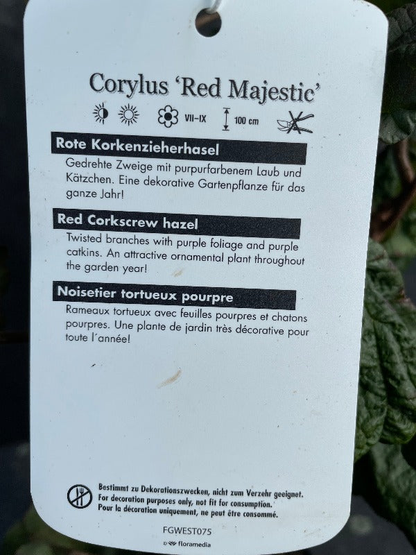 Bilde av Corylus 'Red Majestic'-Spanne Plantesalg