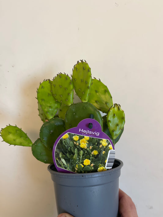 Bilde av OPUNTIA HUMIFUSA-Spanne Plantesalg