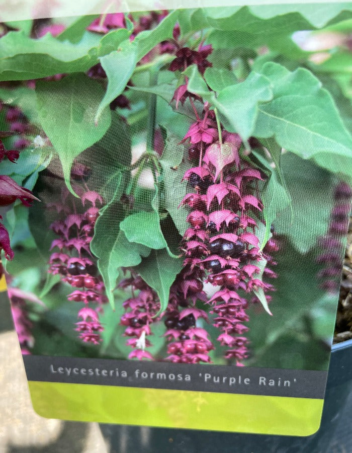 Bilde av Leycesteria f. 'Purple Rain'-Spanne Plantesalg