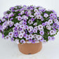 Bilde av Calibrachoa Ombre™ Blue, 2 For 79,90-Spanne Plantesalg