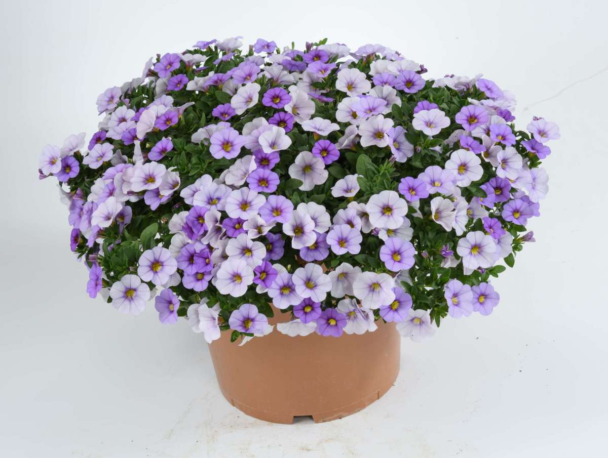 Bilde av Calibrachoa Ombre™ Blue, 2 For 79,90-Spanne Plantesalg