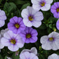 Bilde av Calibrachoa Ombre™ Blue, 2 For 79,90-Spanne Plantesalg