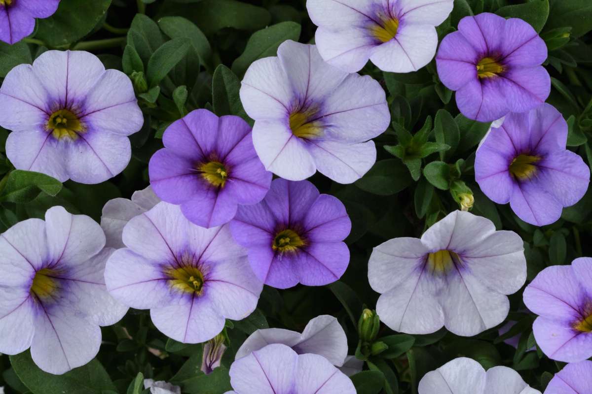 Bilde av Calibrachoa Ombre™ Blue, 2 For 79,90-Spanne Plantesalg