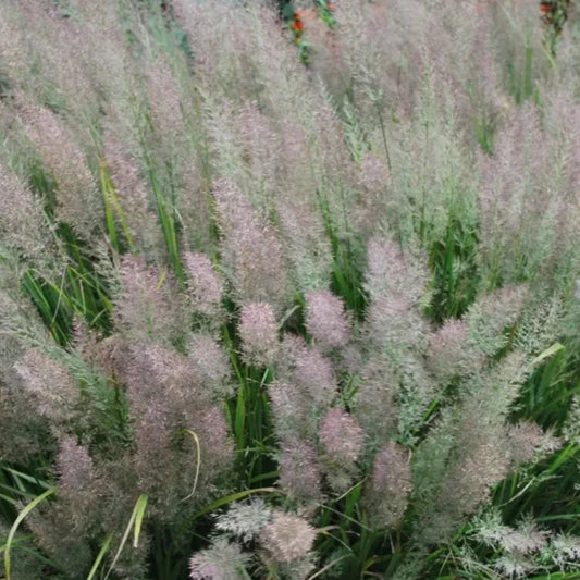 Bilde av Calamagrostis brachytricha-Spanne Plantesalg