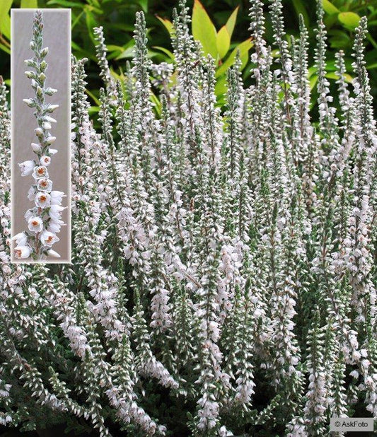 Bilde av CALLUNA VULGARIS 'BEOLEY SILVER'-Spanne Plantesalg