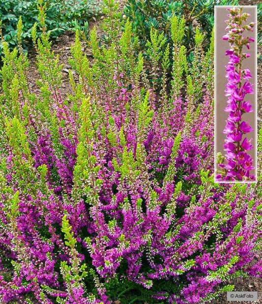 Bilde av CALLUNA VULGARIS 'CON BRIO'-Spanne Plantesalg