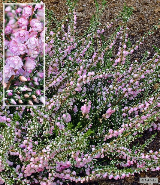 Bilde av CALLUNA VULGARIS 'COUNTY WICKLOW'-Spanne Plantesalg