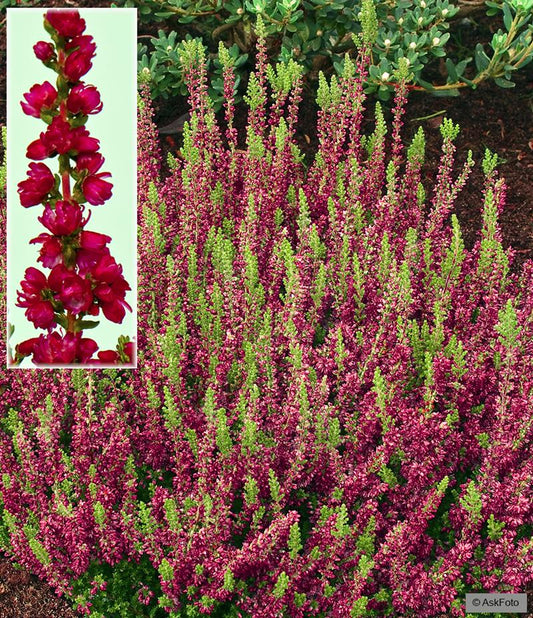 Bilde av CALLUNA VULGARIS 'DARK BEAUTY'-Spanne Plantesalg