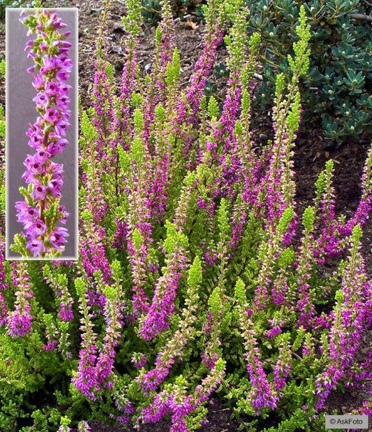 Bilde av CALLUNA VULGARIS 'FIREFLY'-Spanne Plantesalg