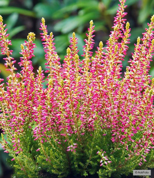 Bilde av CALLUNA VULGARIS 'GOLDEN ANGIE'-Spanne Plantesalg