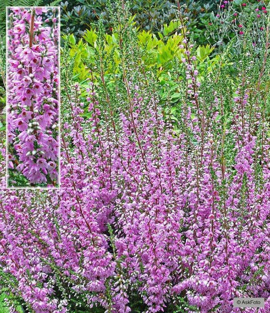 Bilde av CALLUNA VULGARIS 'HEIDESINFONIE'-Spanne Plantesalg