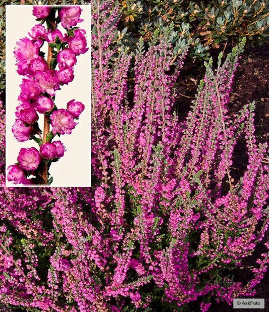 Bilde av CALLUNA VULGARIS 'JANA'-Spanne Plantesalg