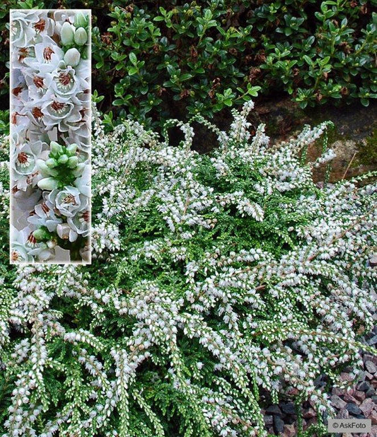 Bilde av CALLUNA VULGARIS 'LOW WHITE'-Spanne Plantesalg