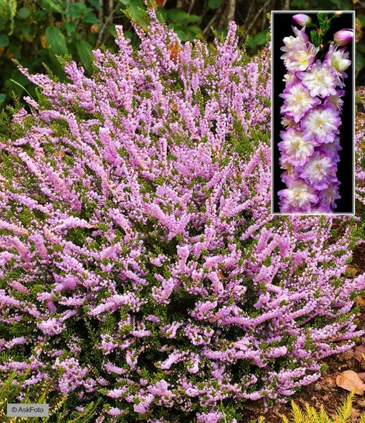 Bilde av CALLUNA VULGARIS 'RADNOR'-Spanne Plantesalg