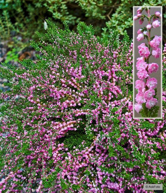 Bilde av CALLUNA VULGARIS 'RED FAVORIT'-Spanne Plantesalg