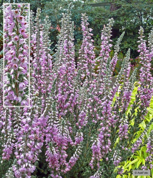 Bilde av CALLUNA VULGARIS 'SILVER KNIGHT'-Spanne Plantesalg