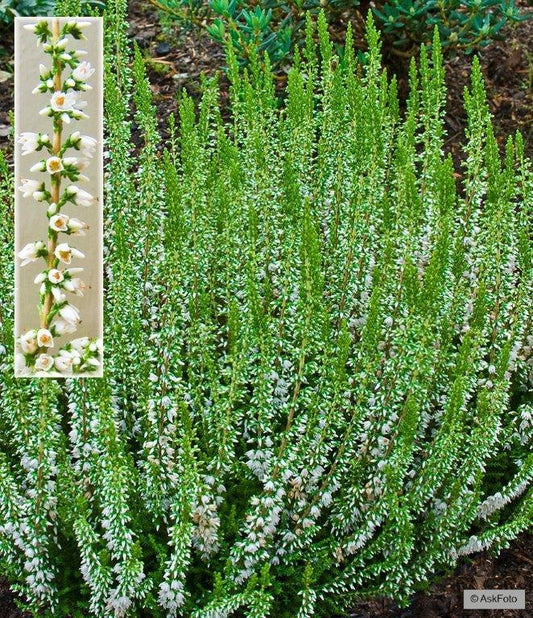 Bilde av CALLUNA VULGARIS 'STEFANIE'-Spanne Plantesalg