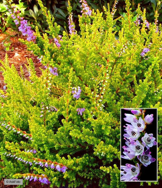 Bilde av CALLUNA VULGARIS 'WICKWAR FLAME'-Spanne Plantesalg