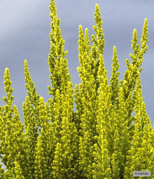 Bilde av CALLUNA VULGARIS 'ZETA'-Spanne Plantesalg