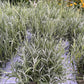 Bilde av Lavandula angustifolia 14 cm-Spanne Plantesalg