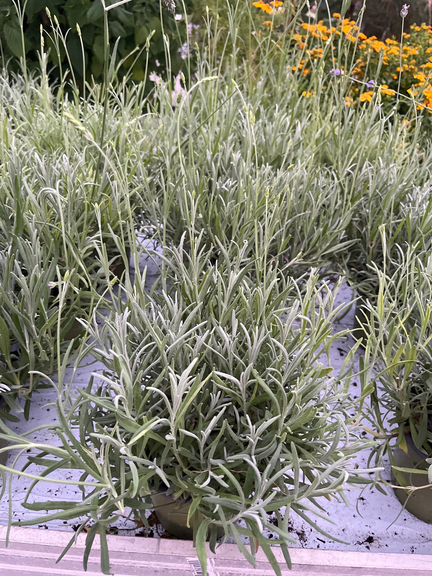 Bilde av Lavandula angustifolia 14 cm-Spanne Plantesalg