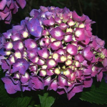 Bilde av Hydrangea Macr. Cote D Azur-Spanne Plantesalg