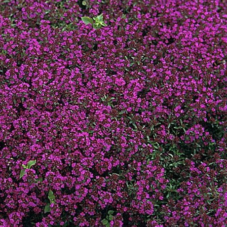Bilde av Thymus praecox 'Purple Beauty'-Spanne Plantesalg