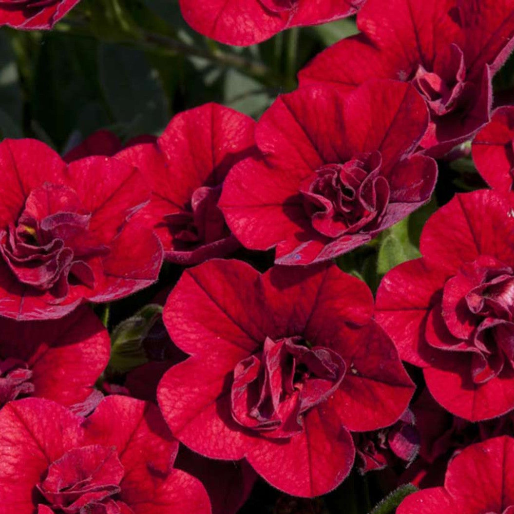 Bilde av Calibrachoa Sweetbells® Double Red, 2 For 79,90-Spanne Plantesalg