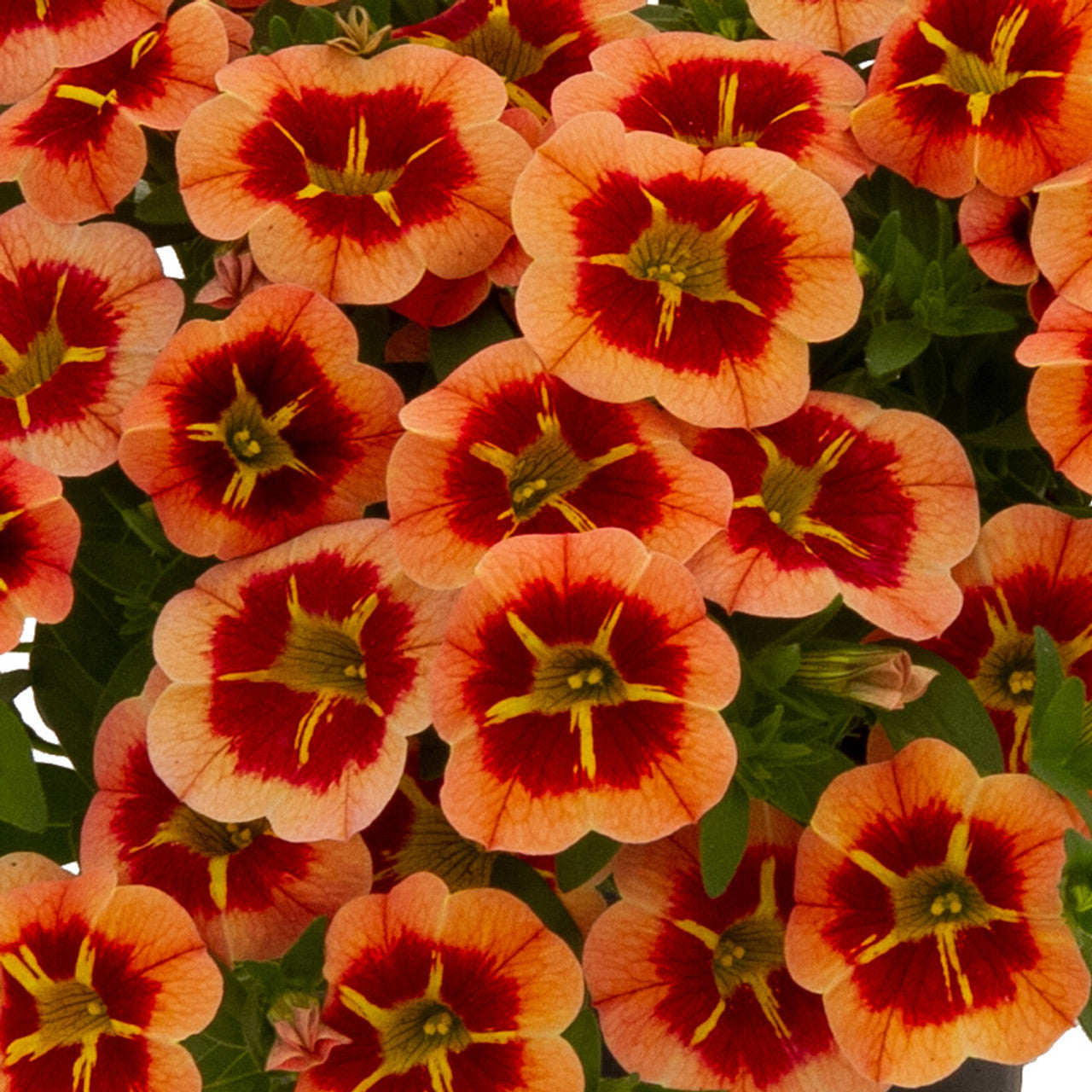 Bilde av Calibrachoa. par. Cabaret Comp. Orange Star , 2 For 79,90-Spanne Plantesalg