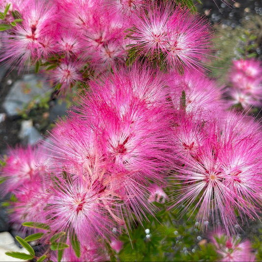 Bilde av Calliandra surina. 'Dixie Pink'-Spanne Plantesalg