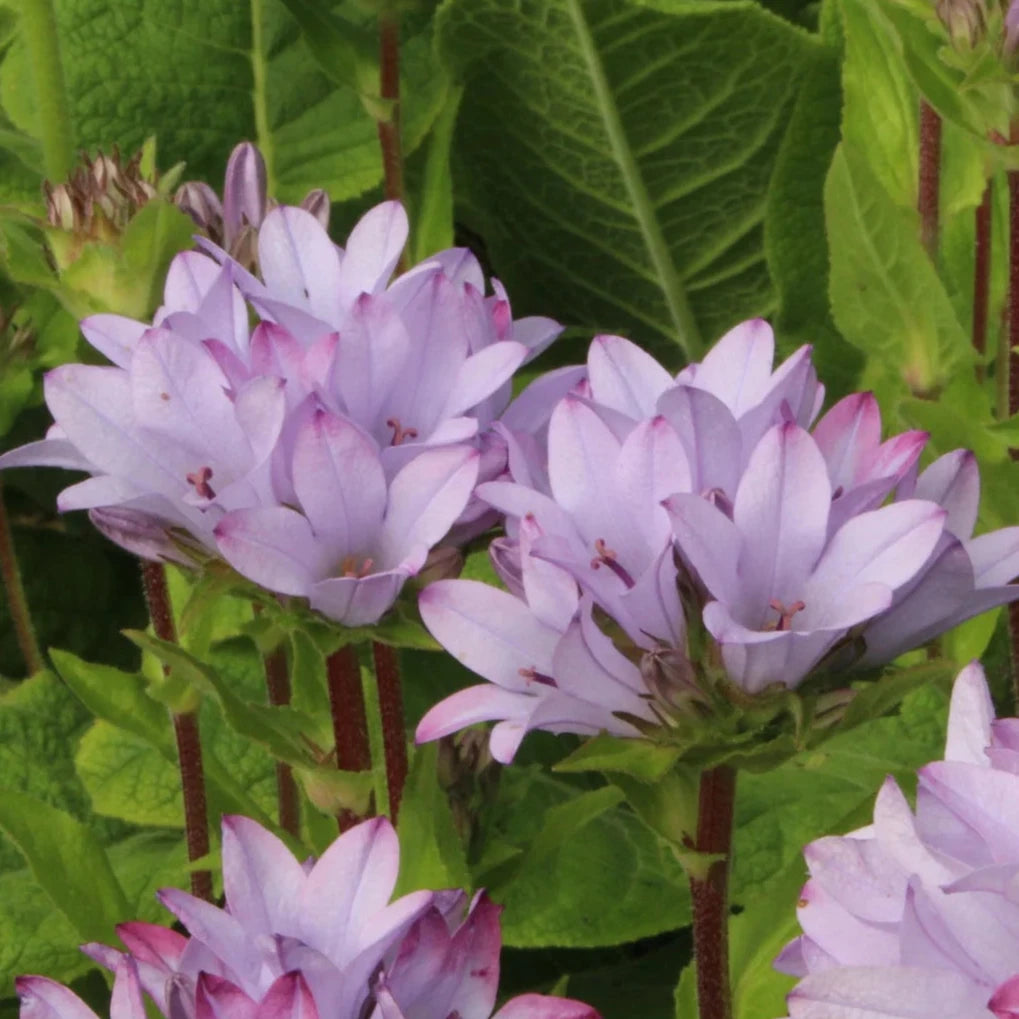 Bilde av Campanula glom. 'Caroline'-Spanne Plantesalg