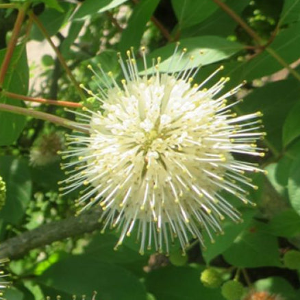 Bilde av Cephalanthus occ. Magical Moonlight-Spanne Plantesalg