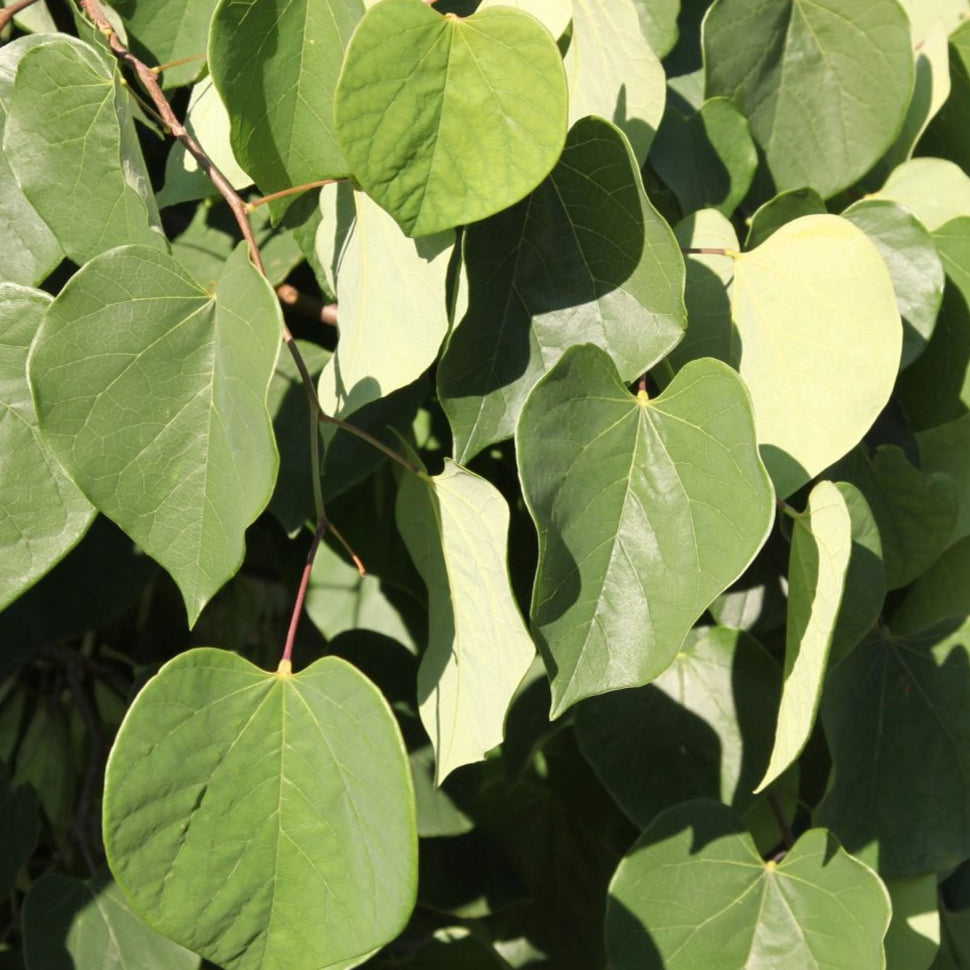 Bilde av Cercis chinensis 'Avondale'-Spanne Plantesalg